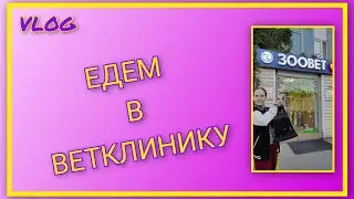 🍒 VLOG: Везём Майю в ветклинику/ Встреча с братиком и сестрёнкой 🐕