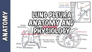 Lung Pleura - Clinical Anatomy and Physiology