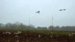 Воздушный змей "Белолобый гусь".