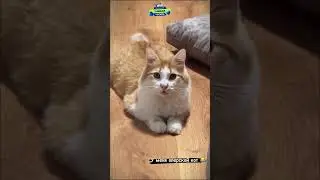 😎Кот опер😎