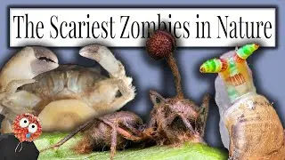 Zombie Parasites are REAL, and they're kinda terrifying...