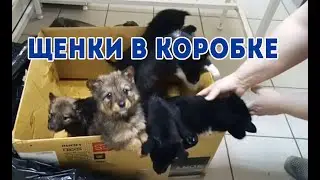 Мне подкинули щенков, нужна помощь!