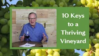 How to Start a Vineyard