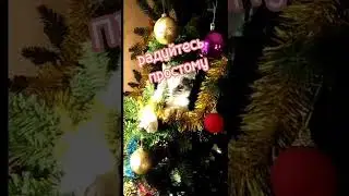 Новогоднее поздравление от нас с Пушей 😄😽🌲 