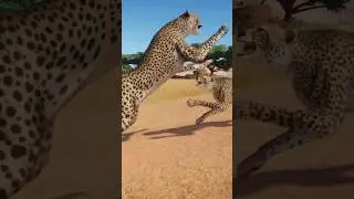 Fighting Cheetahs in African Wildlife Park Inama Zoo | Planet Zoo