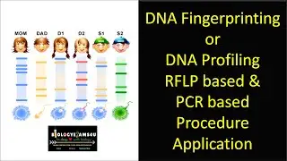 DNA Fingerprinting or DNA Profiling Steps ||  RFLP based & PCR based DNA Fingerprinting  Application