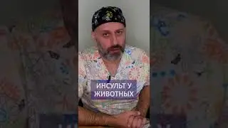 Инсульт у животных: Причины, симптомы и методы лечения