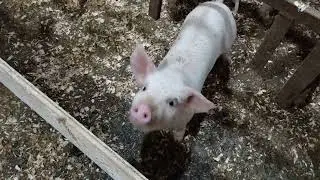 Один 🐷 сдох, другие как пьяные ходят 😱 Что за напасть такая..