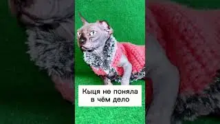 Почему кошка гадит в разных местах? мстит вам за обиду