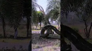 Black Dragon Vs Hulk 
