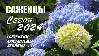 Саженцы 2024: гортензии крупнолистные, хризантемы, хвойные и др.