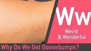 Why We Get Goosebumps | The Quick and The Curious