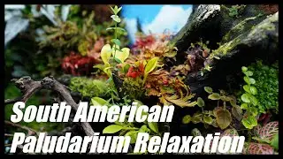 More Aquarium Relaxation⎜South American Paludarium