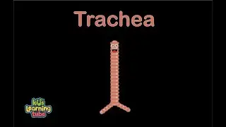 Human Body /Trachea Song /Human Body Systems