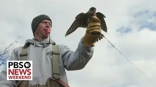 A look inside the ancient sport of falconry practiced by hunters today