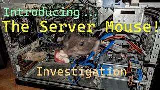 A mouse was living in my server! - Let's investigate it