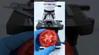 Tomato Under The Microscope 😱||#shorts #viral #youtubeshorts #microscope