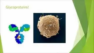 Biochemistry and Cell Biology - Carbohydrates