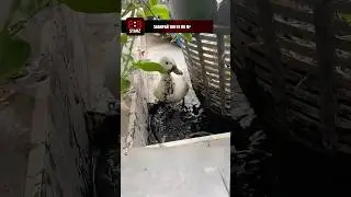 Спасла утку с улицы и пожалела 🦆🐣 