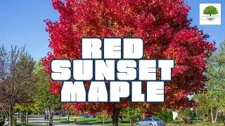 Red Sunset Maple - TN Nursery