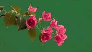 Pink branch with leaves and flowers green screen video