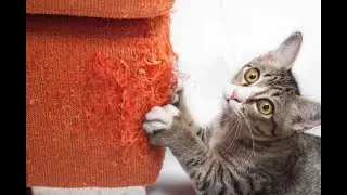 🐈 Household pests! 🐈 Compilation of funny videos with cats for a good mood! 😺