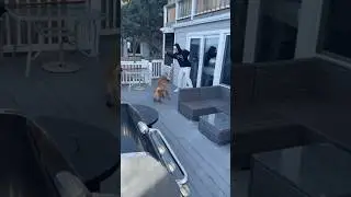 This dog loves to mess with his owner 😂