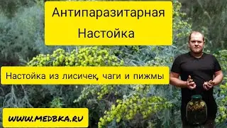 Антипаразитарная настойка из лисичек, чаги и пижмы, Павел Литовкин / Медовик Травник /www.medbka.ru