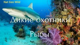 Nat Geo Wild. Дикие охотники. Рыбы.
