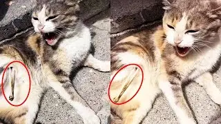 Кот тащит ногу, рычит и отвергает всех, пока не появляются спасатели!