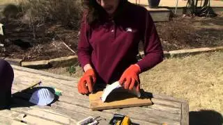 Building a Barn Swallow Nest