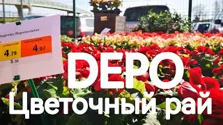 Цены на цветы и семена в DEPO. Рига