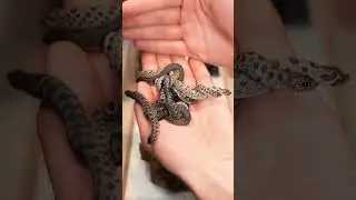 $3000 of baby snakes