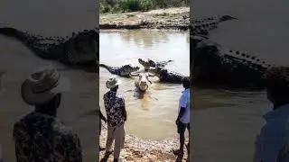 Crocodile Attacks Buffalo