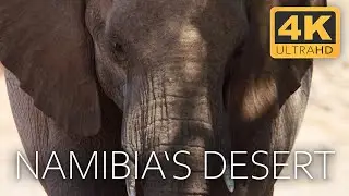 Namibia's Living Desert: A Story of Adaptation and Survival | 4K UHD Documentary