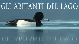 Tra Svassi e Morette | Biodiversità italiana | 4K