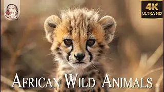 AFRICAN WILD ANIMALS 4K(60FPS) 🌿 Amazing World Of Wildlife Relaxation Film & Birdsong ♫