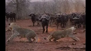 Pair of young lions are chased of by herd of buffalo they foolishly tried to attack