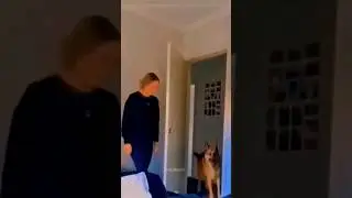 Funny Animals 2024 😂 - Funniest Cats and Dogs video 🐱 🐶 