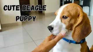 Cute Beagle Puppy Video #beagle #puppy #dog #beaglepuppy #puppylife #cutepuppy