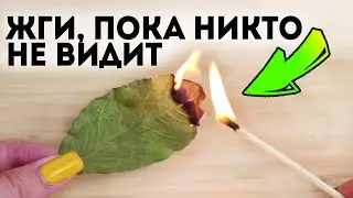 Повторюсь! 91% людей не знают, что лавровый лист способен запустить необратимый процесс в теле