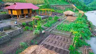 WONDERFUL Harvest BUMPER Corn Crop with Family, Raise Livestock - SANG VY