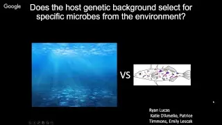 Kat Milligan-Myhre p1: Adapting an evolutionary model for host-microbe studies