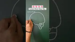 human brain easy diagram 🧠 #shorts #trending