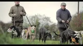 Visit The New Leinster Care Centre - Rehoming Former Racing Greyhounds In Ireland