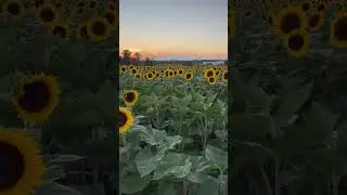 Sunflowers at sunset!