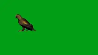 Eagle walking green screen video | Copyright Free