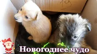 Спасение ДВУХ БРОШЕННЫХ ЩЕНКОВ. Подарок К НОВОМУ ГОДУ 2024!