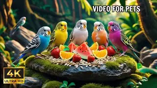 Cat TV for Cats : Birds & Squirrels in Stunning HD for Ultimate Relaxation 🕊️🐿️