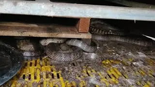 Raise A Colony Of Snake In My House